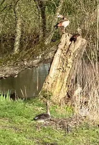 Ina 06 - Het Hoge Nest